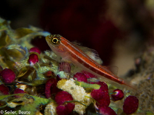 Small Blennie , taken with Canon G12 and UCL 165 by Beate Seiler 